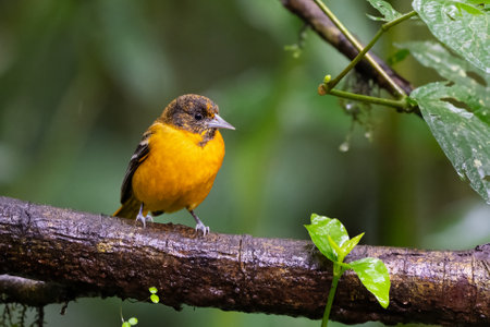 The oriole, Icterus galbula, is a small icterid blackbirdの写真素材