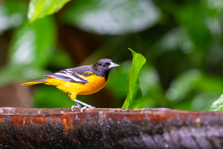 The Baltimore oriole, Icterus galbula, is a small icterid blackbird