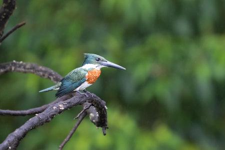 The Amazon kingfisher, Chloroceryle amazona, is a species of water kingfisherの写真素材
