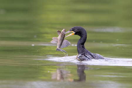 The neotropic cormorant or olivaceous cormorant, Nannopterum brasilianum