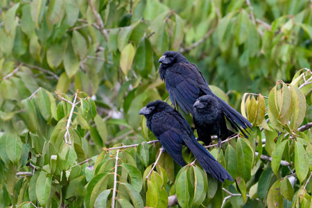 The smooth-billed ani, Crotophaga ani, is a bird in the cuckoo family. Flock of Cuckoos.の写真素材