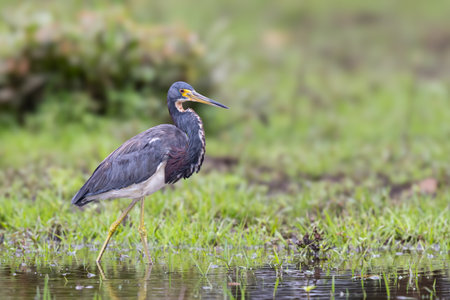 The tricolored heron, Egretta tricolor, formerly known as the Louisiana heron