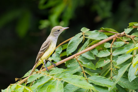 The social flycatcher, Myiozetetes similis is a passerine bird from the Americasの写真素材