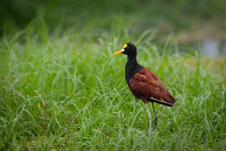 The northern jacana, Jacana spinosa is a wader, member of group of wetland birds