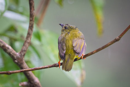The bird is perched on a branch.の写真素材