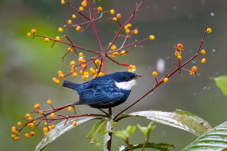 The white-ruffed manakin, Corapipo altera, is a sub-oscine passerine birdの写真素材