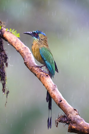 Lessons motmot, Momotus lessonii, or the blue-diademed motmot, in rainの写真素材
