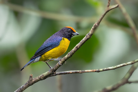 The tawny-capped euphonia, Euphonia anneae is a bird in the family Fringillidaeの写真素材