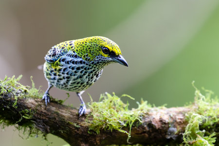 The speckled tanager, Ixothraupis guttata, is a medium-sized passerine bird.の写真素材