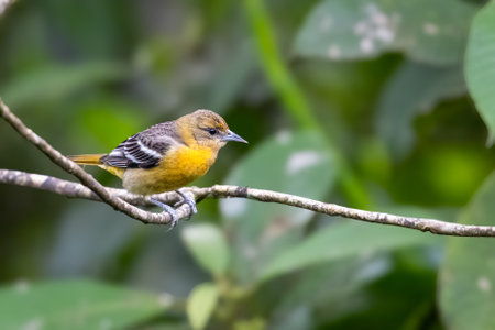 The oriole, , is a small icterid blackbirdの写真素材