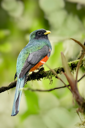 The collared trogon, Trogon collaris is a near passerine bird, family Trogonidaeの写真素材