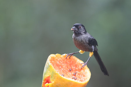 The yellow-thighed brushfinch is a passerine bird