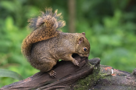 Tree squirrels are the members of the squirrel family Sciuridaeの写真素材