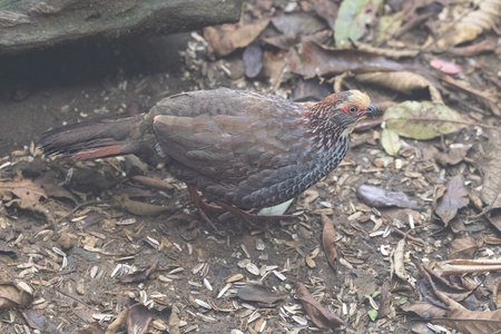 The buffy-crowned wood partridge, Dendrortyx leucophrys, family Odontophoridaeの写真素材