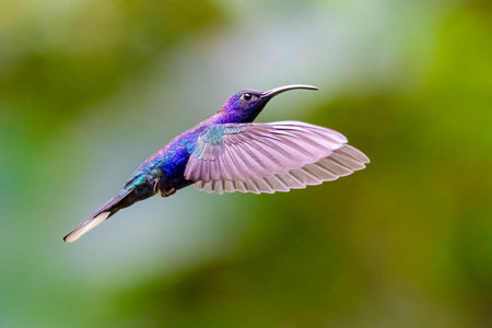 Campylopterus hemileucurus, the violet sabrewing, in flightの写真素材
