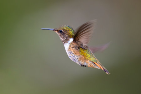 The volcano hummingbird, Selasphorus flammula is a member of bee hummingbirdsの写真素材