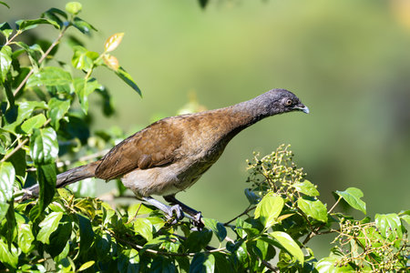 The grey-headed chachalaca, Ortalis cinereiceps, on the branchの写真素材