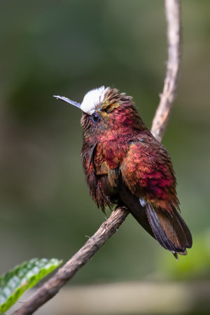The snowcap, Microchera albocoronata is a species of hummingbird in the emeraldsの写真素材
