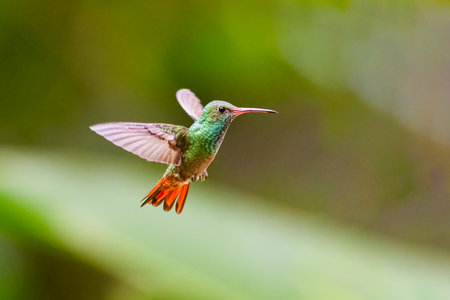 Amazilia tzacatl, The rufous-tailed hummingbird is flyingの写真素材