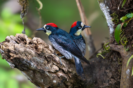 Male and female.
