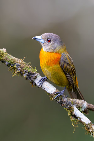 The scarlet-rumped tanager, Ramphocelus passerinii, is a passerine bird. Female.の写真素材