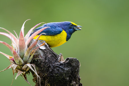 The spot-crowned euphonia, Euphonia imitans, bird sitting on a bromeliadの写真素材