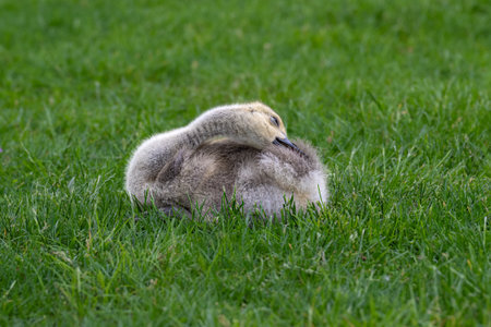 The Canada or Canadian goose, Branta canadensis, gosling resting in the grass of a Roosevelt Islandの写真素材
