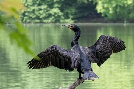 The double-crested cormorant, Nannopterum auritum, is a member of water birdsの写真素材