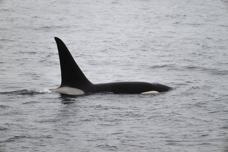 Orca at North Pacific Ocean, Alaska