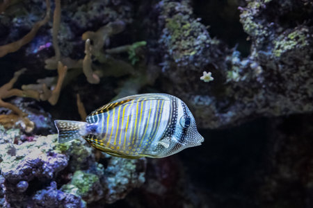 The Red Sea sailfin tang, Zebrasoma desjardinii, is found in the Indian Ocean.