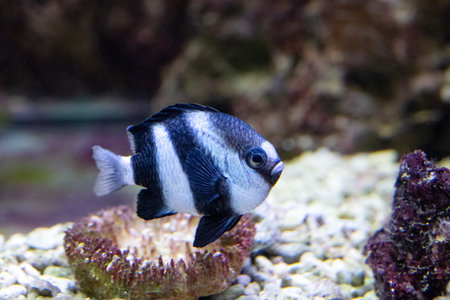 Dascyllus aruanus, known commonly as the whitetail dascyllus.