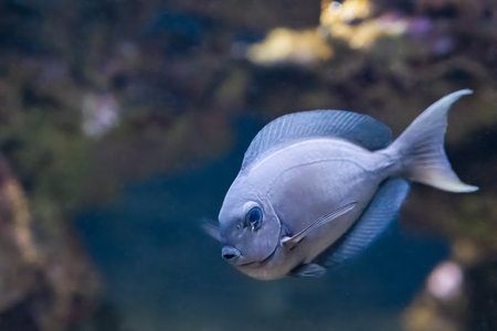 The night surgeonfish, Acanthurus thompsoni, maximum published length of 27 cm
