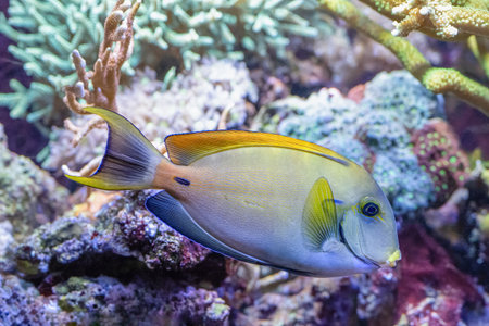 The bariene surgeonfish, Acanthurus bariene, from the Indian and Pacific Oceans