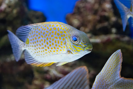 The orange spotted spinefoot, Siganus guttatus, found to depths of 35 m