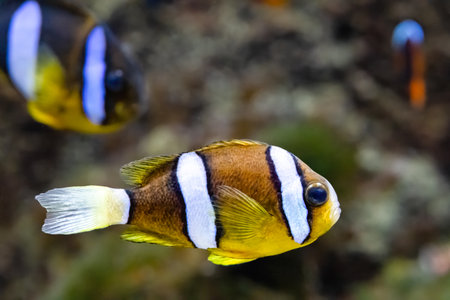 Amphiprion clarkii, found in the Indian and Pacific oceans and the Red Seaの写真素材