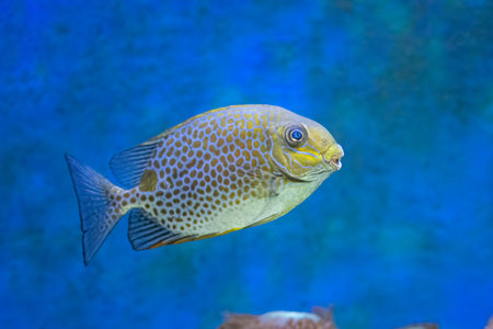 The orange spotted spinefoot, Siganus guttatus, found to depths of 35 mの写真素材