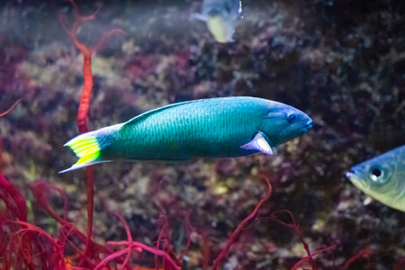 The moon wrasse, Thalassoma lunare, coral reefs at depths from 1 to 20 mの写真素材