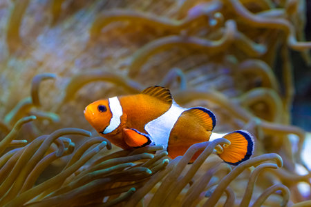 The ocellaris clownfish, Amphiprion ocellaris, the animated film Finding Nemoの写真素材