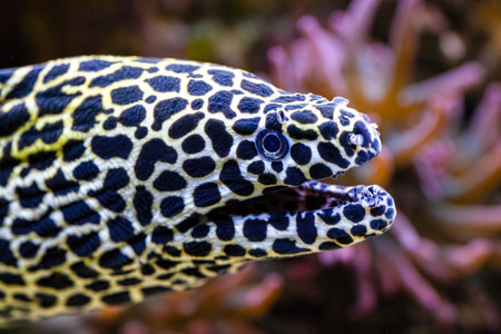 Gymnothorax favagineus, The laced moray is a large moray, max length of 3 metresの写真素材