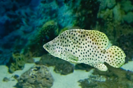 The humpback grouper, Cromileptes altivelis, grows up to 70 cm