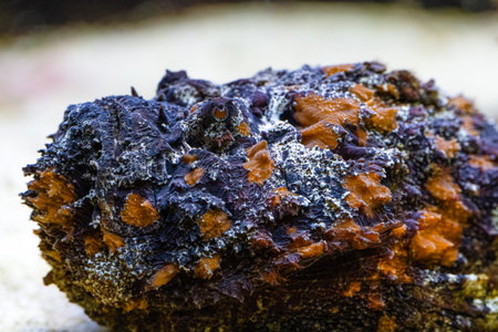 Synanceia verrucosa, the reef stonefish or simply stonefish, is venomous fishの写真素材