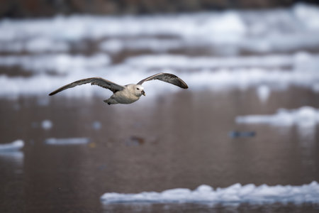 The northern fulmar, Fulmarus glacialis, fulmar or Arctic fulmar is a seabird
