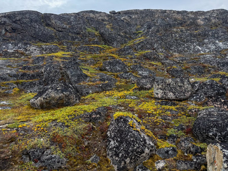 The rocky terrain of Uummannaq Island bursts into bloom in summerの写真素材
