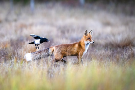 The red fox, Vulpes vulpes, landing on a tail in the autumn taigaの写真素材