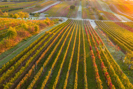The colorful beauty of leaves in an autumn vineyard with ground frostsの写真素材