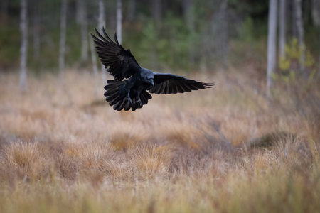 The common raven or northern raven, Corvus corax, is a large all-black birdの写真素材
