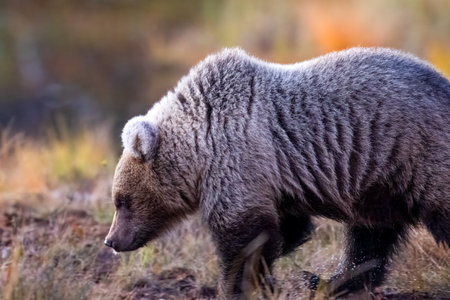 The brown bear, Ursus arctos, in the waterlogged autumn taiga