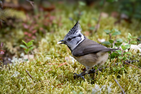 The crested tit or European crested tit, Lophophanes cristatus in finnish taigaの写真素材