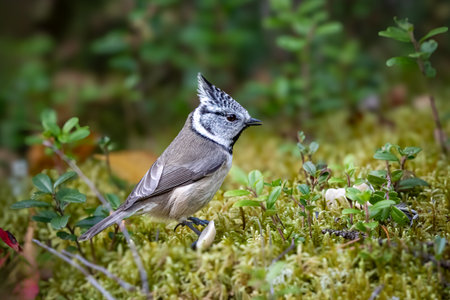 The crested tit or European crested tit, Lophophanes cristatus in finnish taigaの写真素材