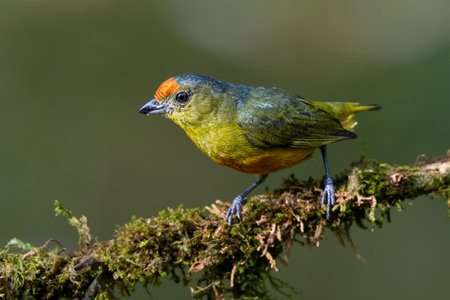 The spot-crowned euphonia, Euphonia imitans is a bird in the family Fringillidae